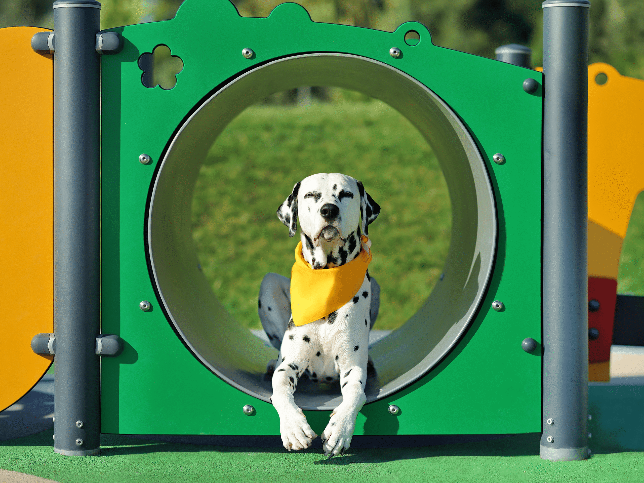 Dog wearing yellow bandana