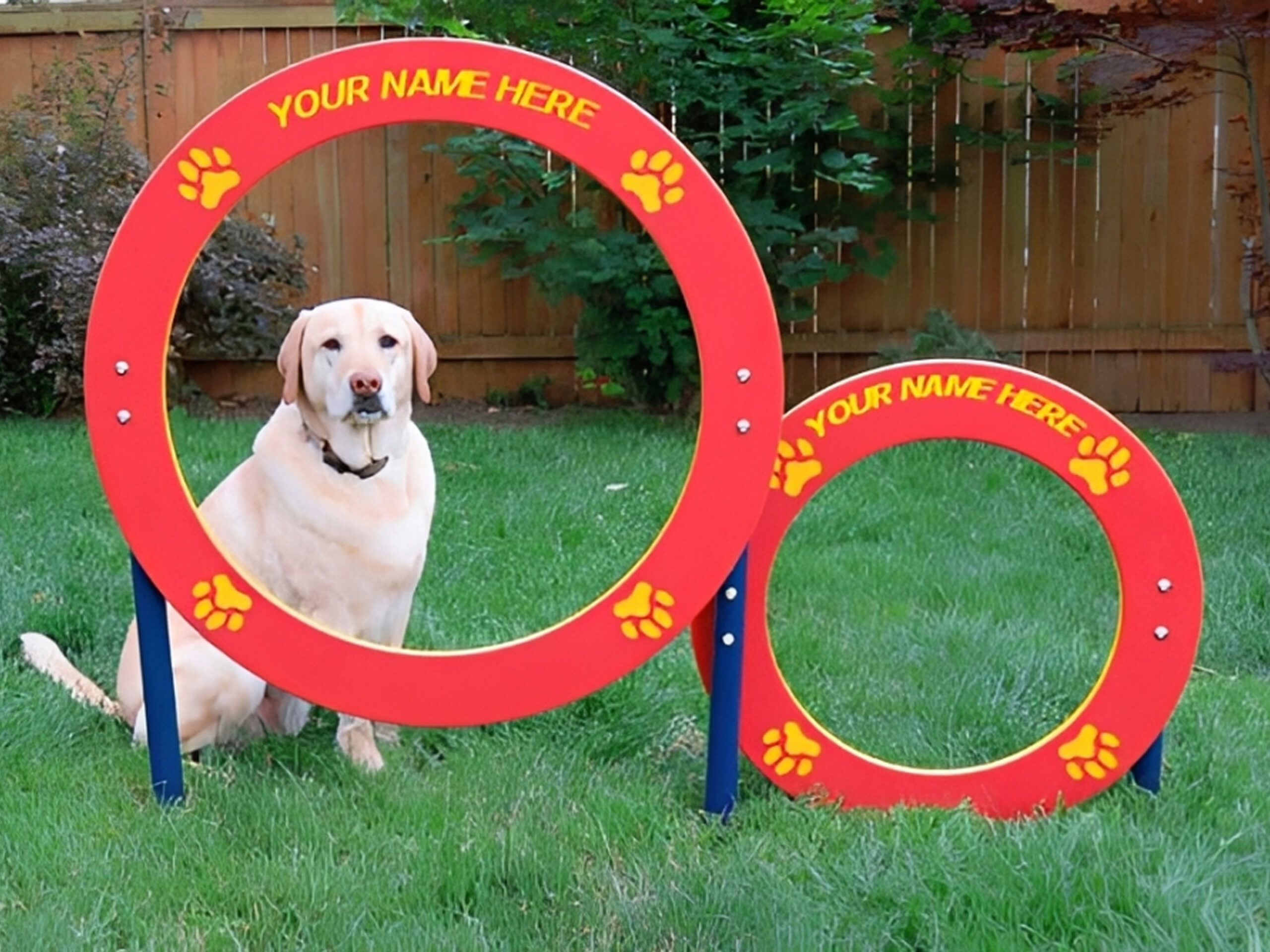 Dog sitting by red training hoops